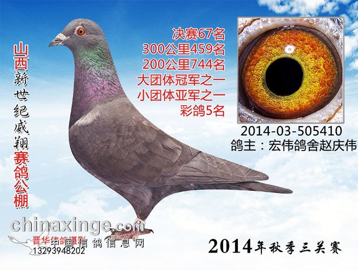 山西新世纪威翔公棚获奖鸽