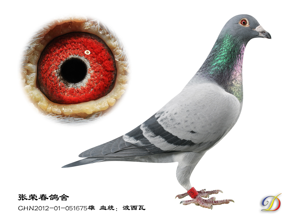 波西瓦