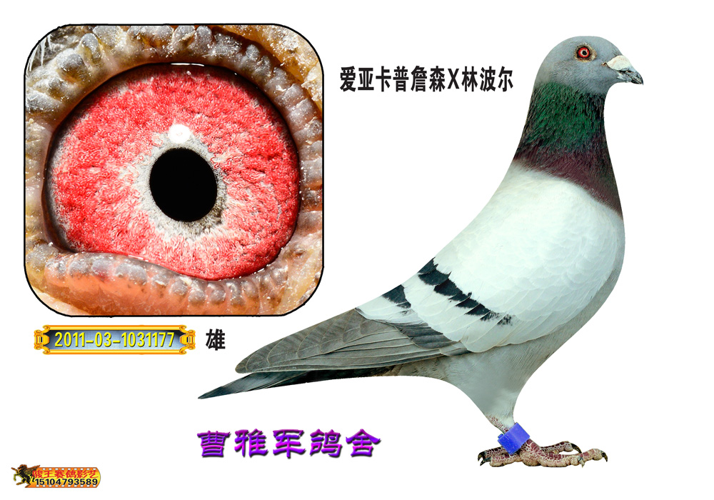 爱亚卡普詹森x林波尔