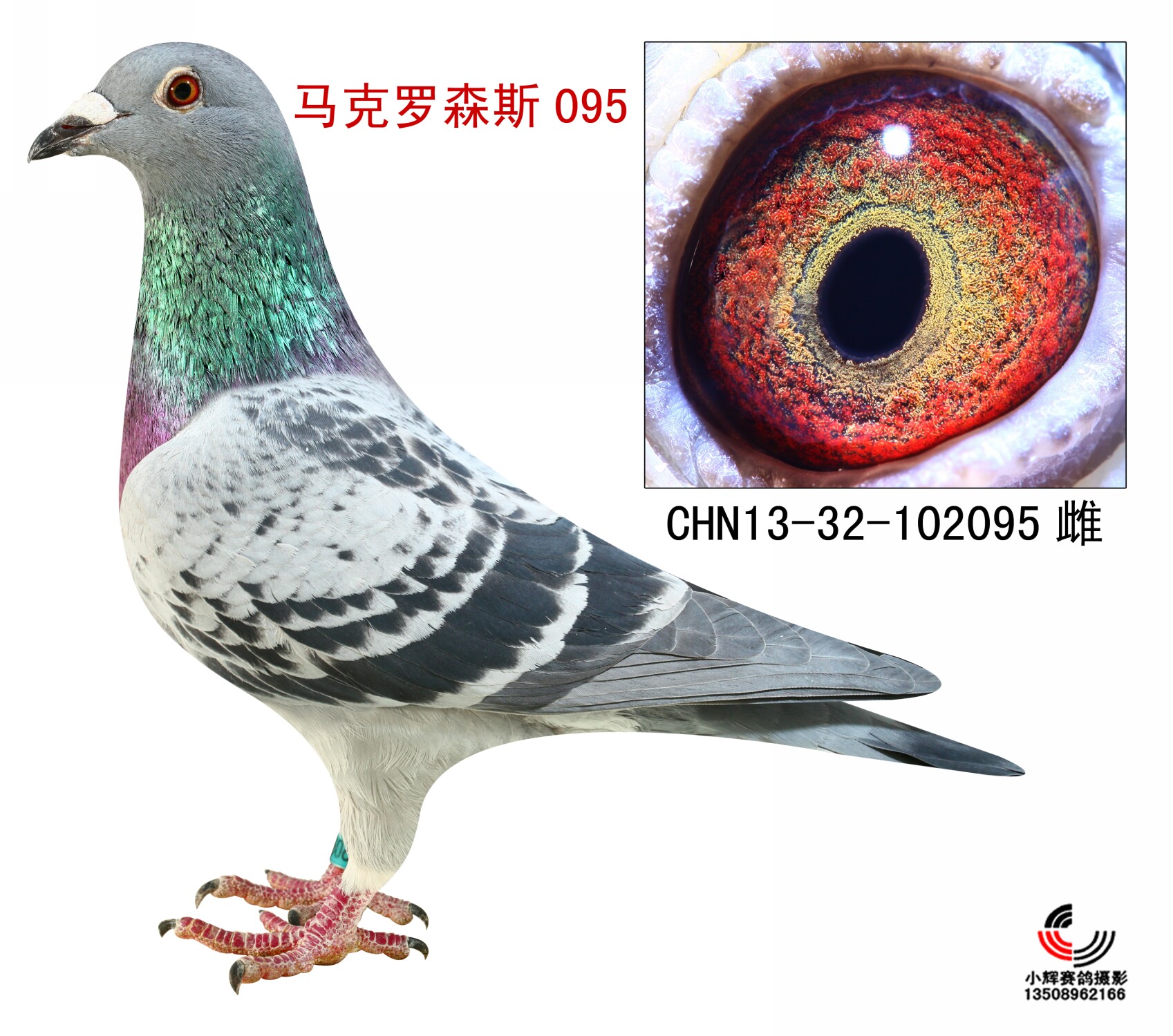 马克罗森斯095
