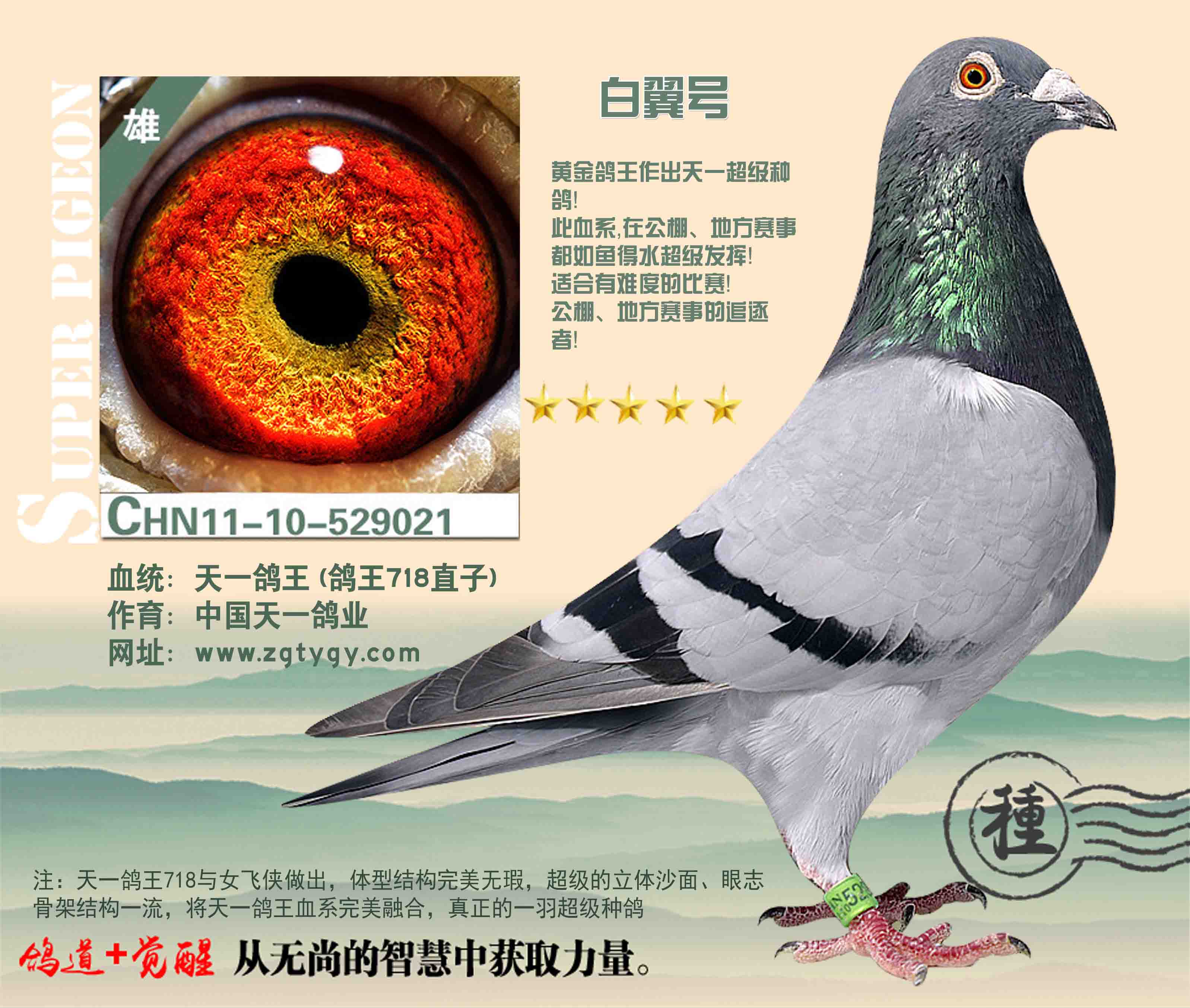白翼号(鸽王718直子)