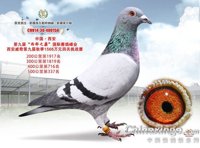 司翠克鲍特-新疆峥嵘父子鸽舍-中信网爱鸽商城