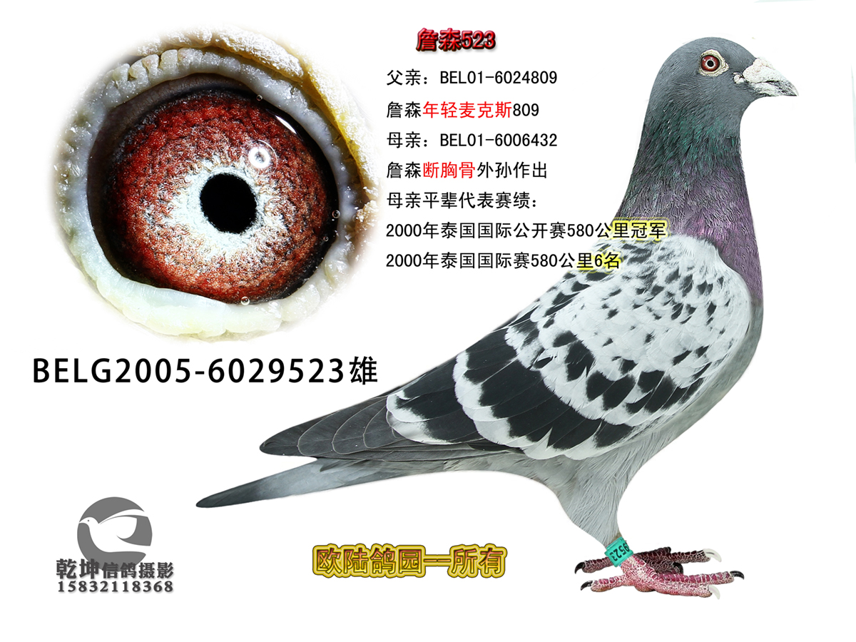 特征                  编 号: 34207                鸽 名: 詹森523