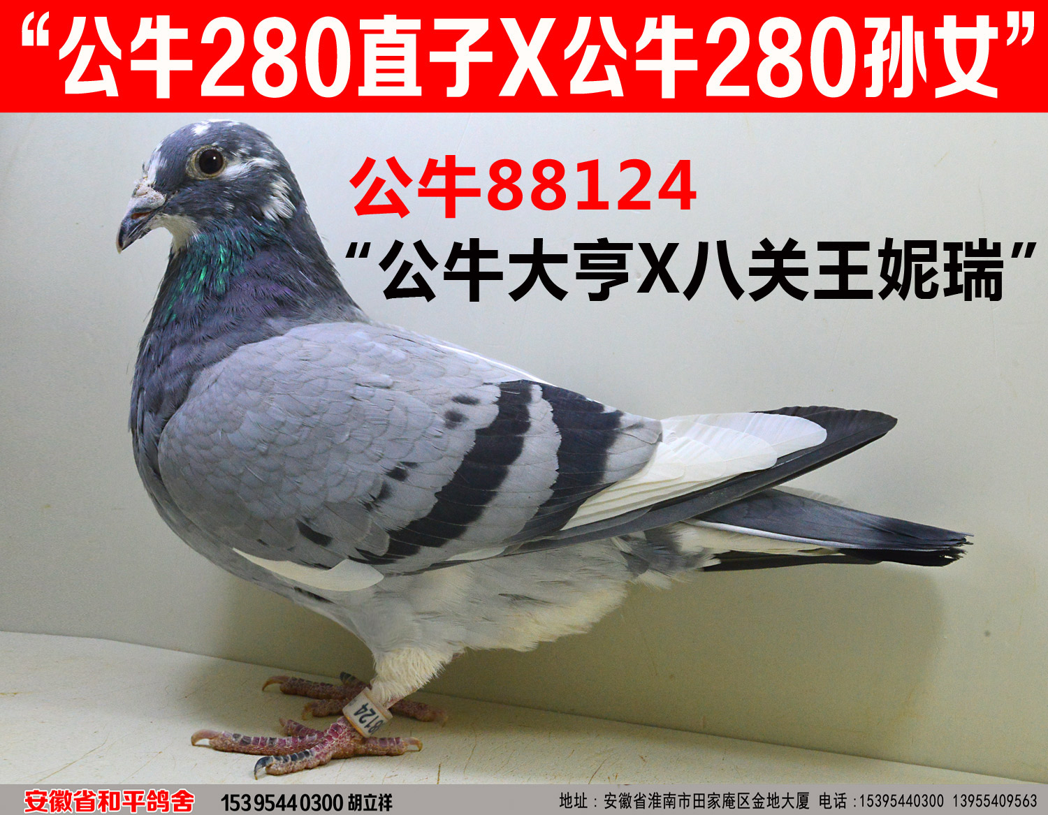 公牛88124【奇迹32号.贝克詹森】