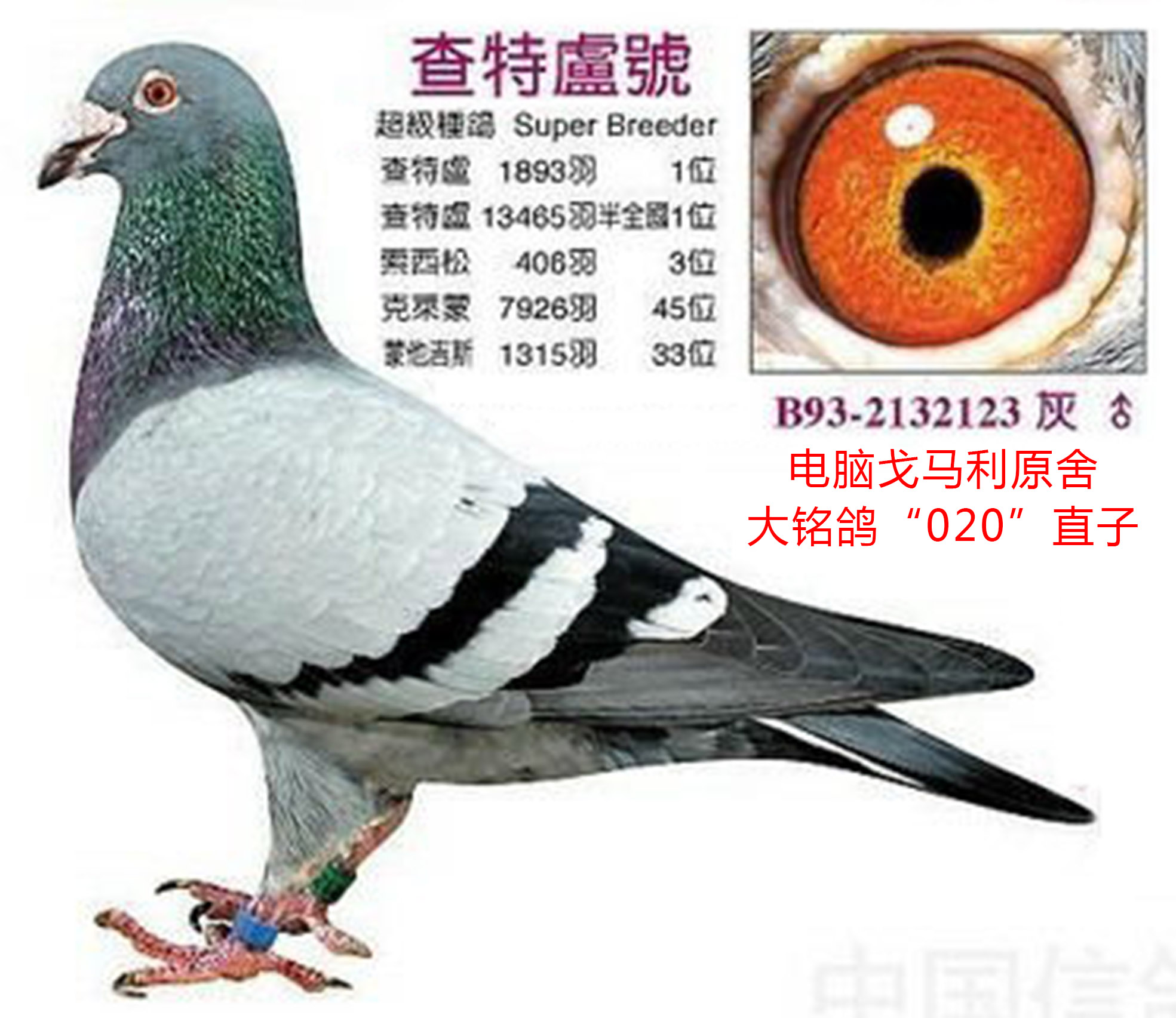 电脑"020"直子---查特卢号