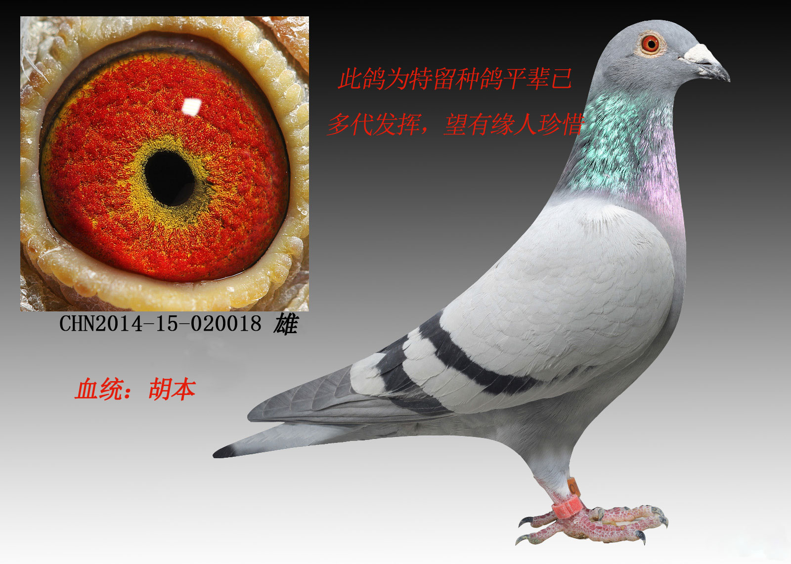 胡本