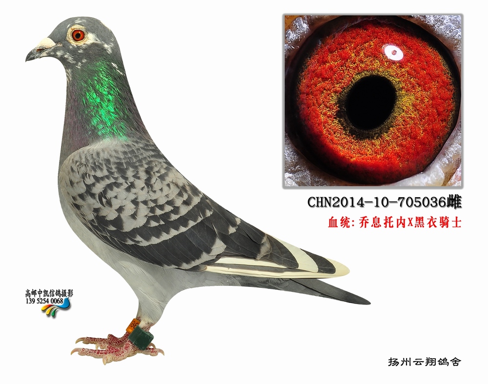 人 气:              次                血 统: 黑衣骑士