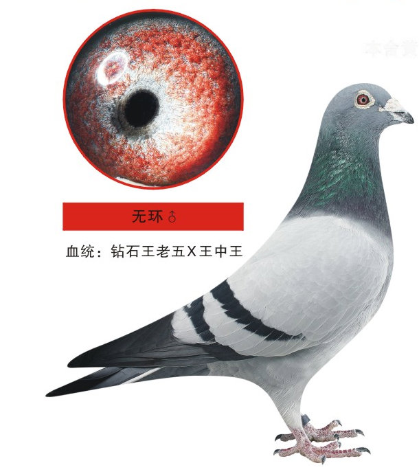 佑明钻石_荆州东盟_ag188.com爱鸽商城_中国信鸽信息网