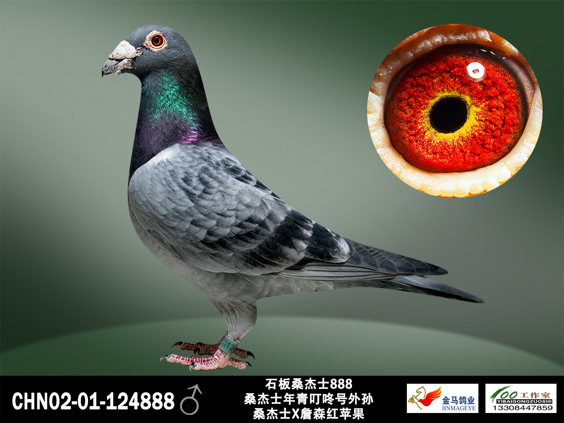 石板桑杰士888_北京金马国际鸽业-中信网爱鸽商城