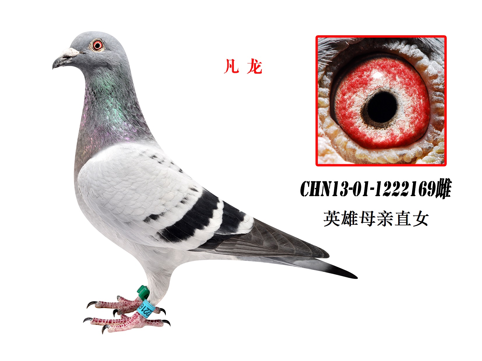 凡龙