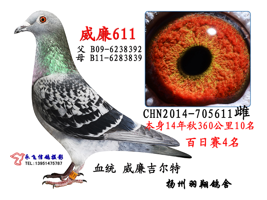 威廉611_扬州羽翔鸽舍-中信网爱鸽商城