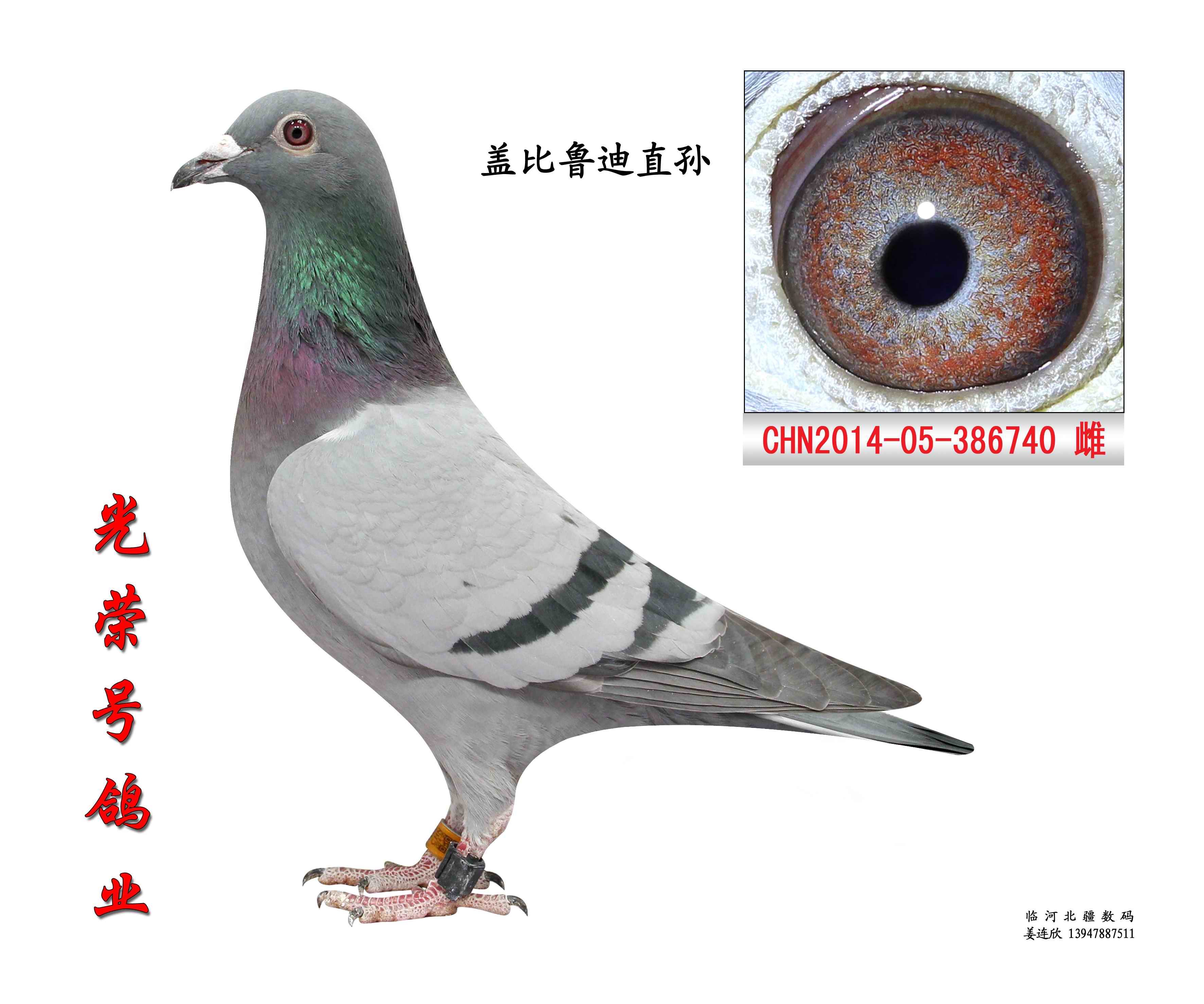 盖比鲁迪