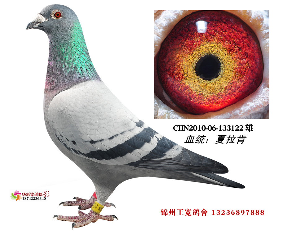 夏拉肯