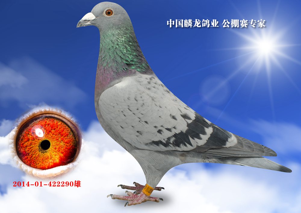 翔冠公棚。决赛403名_中国麟龙鸽业-中信网爱