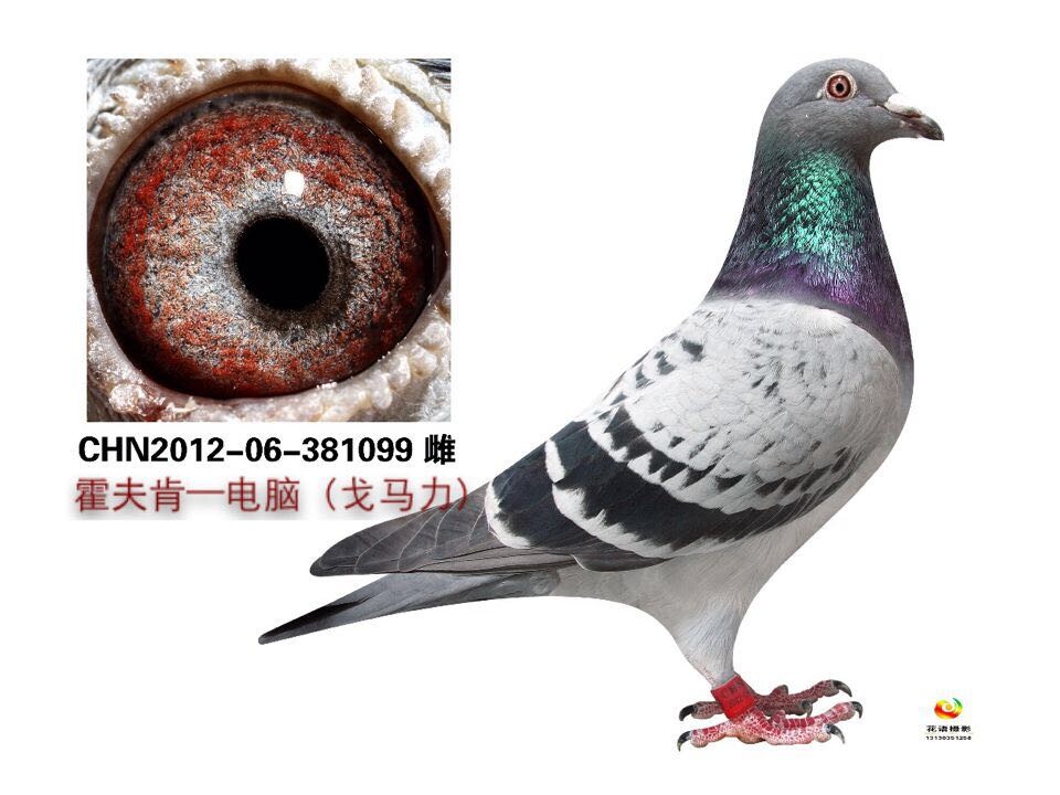 霍夫肯*电脑099