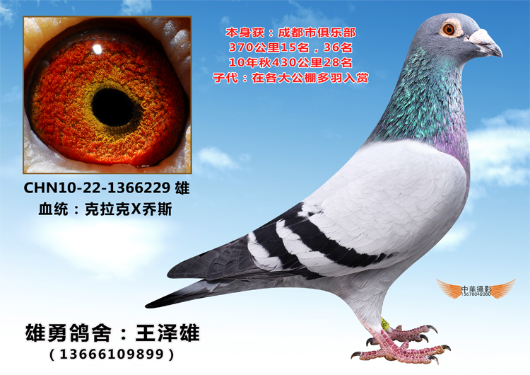 超级种鸽-018