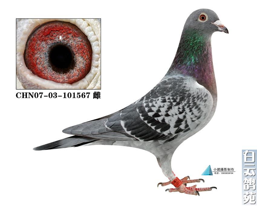 Ů567