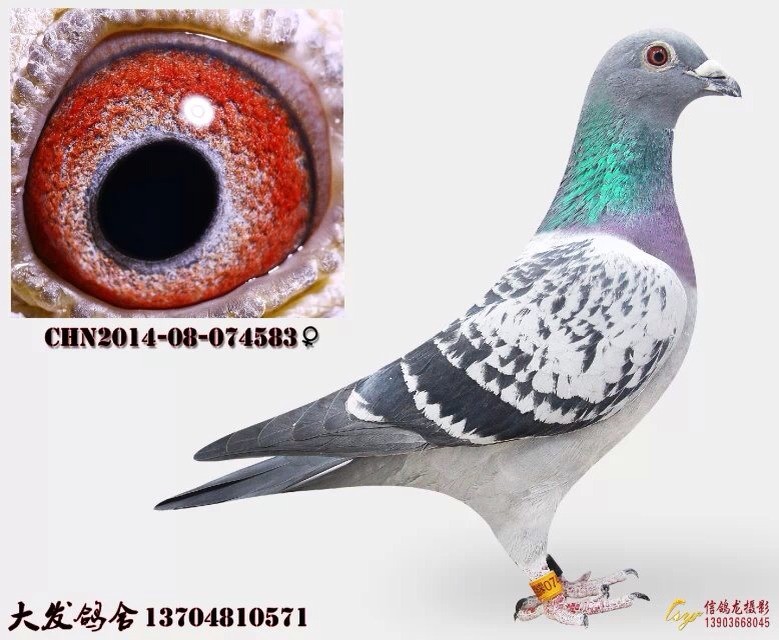 速霸龙*霍夫肯