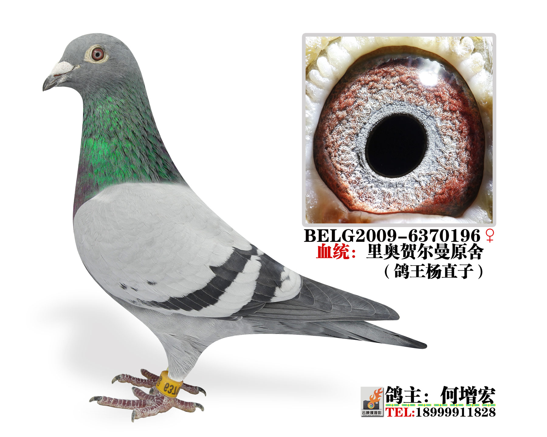 鸽王杨直子(已售)