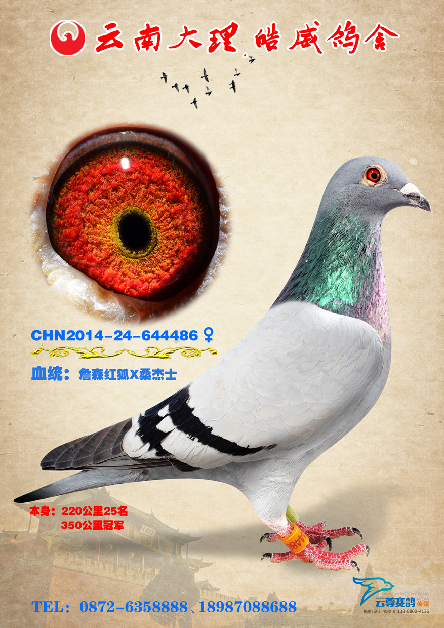 冠军486_云南大理皓威鸽舍_ ag188.com爱鸽商城_中国