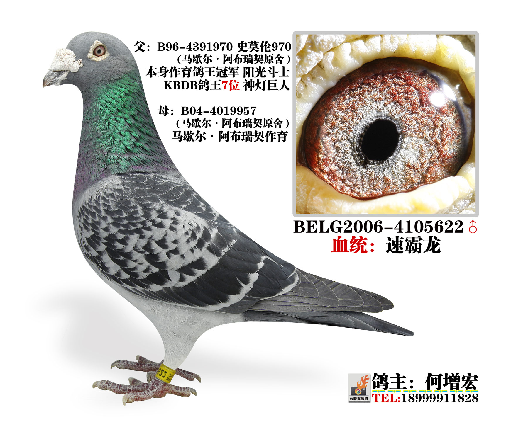 信鸽特征