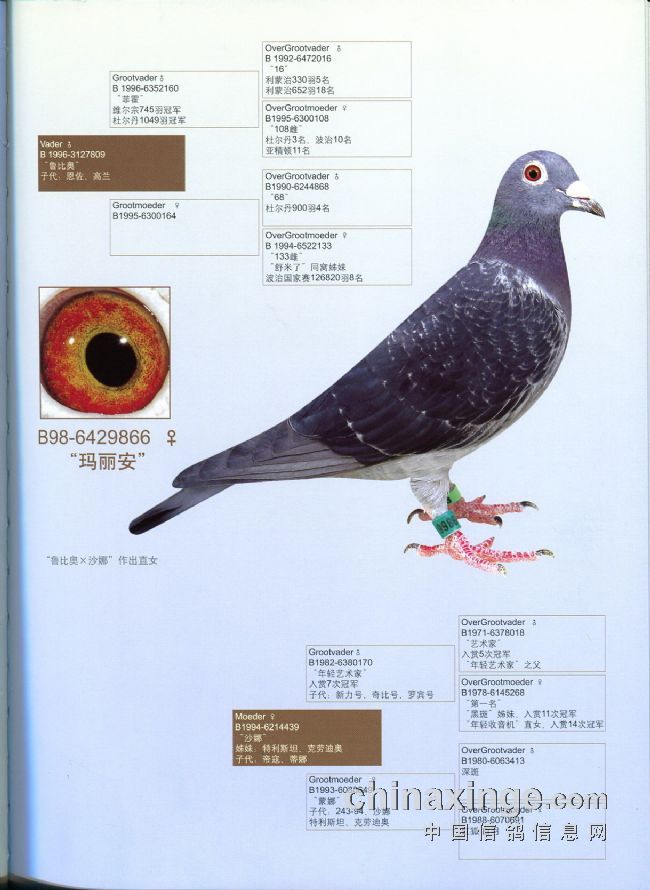 世界赛鸽家 杰夫胡本名鸽展厅