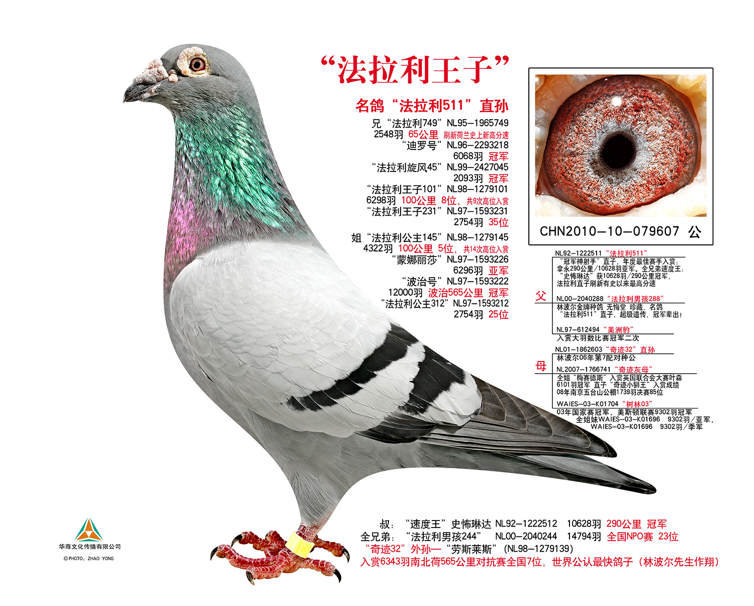 法拉利王子-南京无悔堂(林波尔)-中信网爱鸽商城
