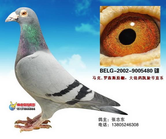 马克.罗森斯原棚种鸽