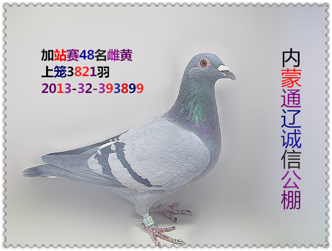 通辽诚信公棚加站赛48名_辽宁海玉鸽舍-中信网