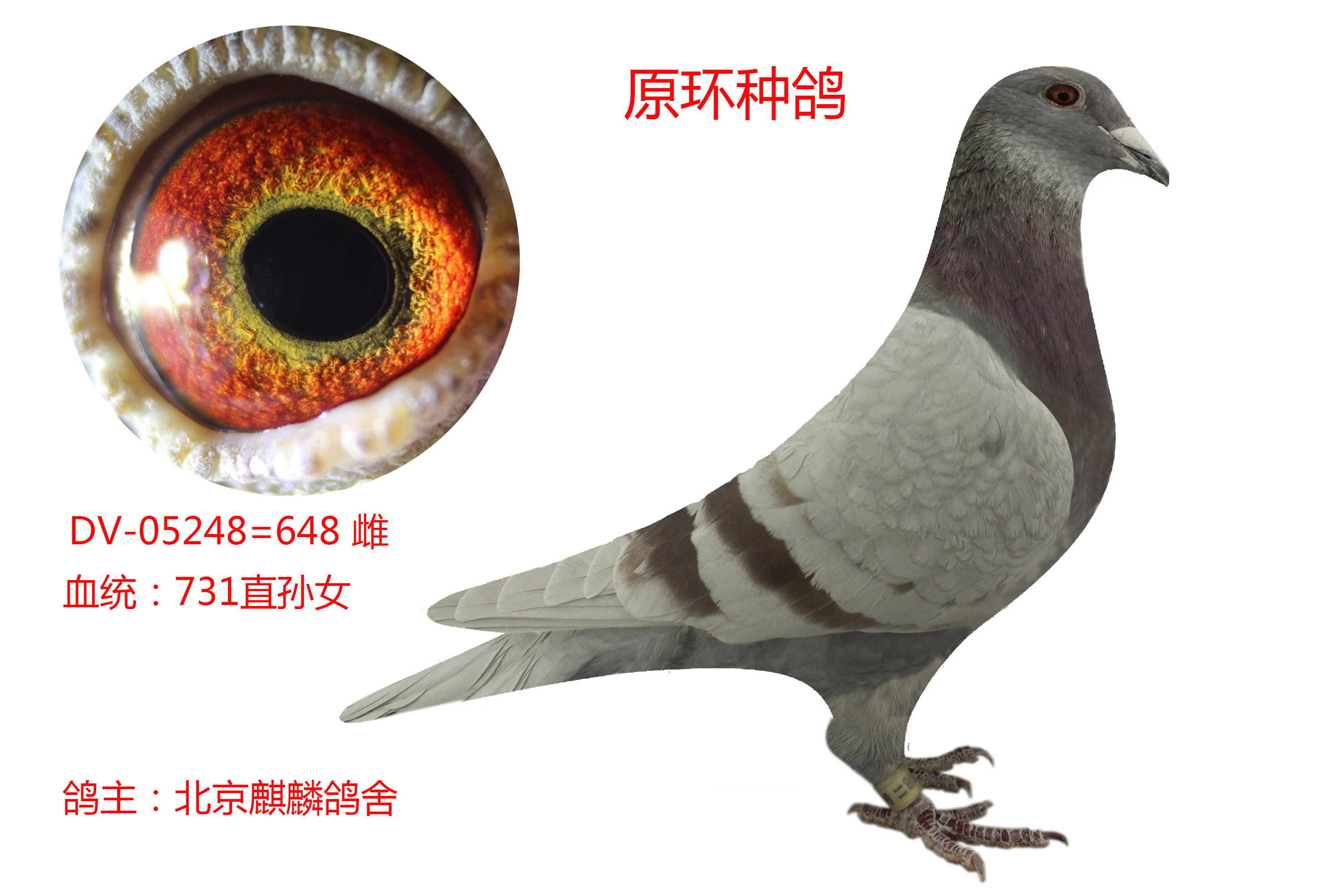 经典种鸽,麒麟女神,鸽舍添彩._北京麒麟鸽舍-中信网爱鸽商城