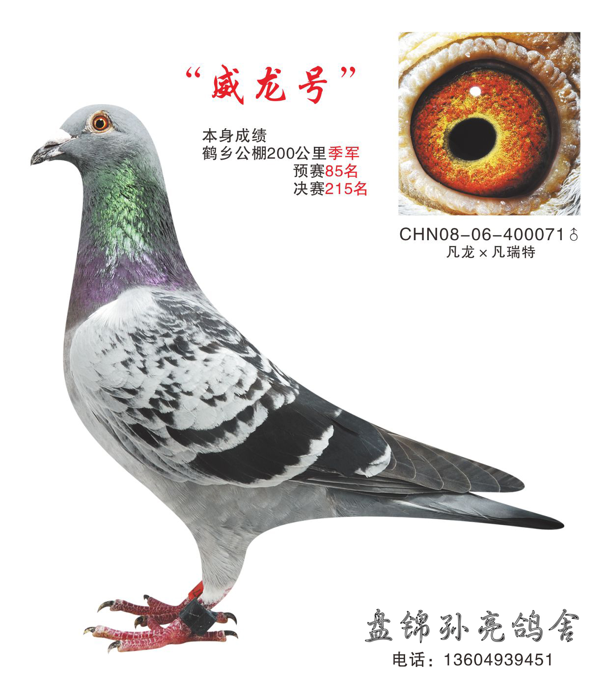 "威龙号"-盘锦-孙亮鸽舍-中信网爱鸽商城