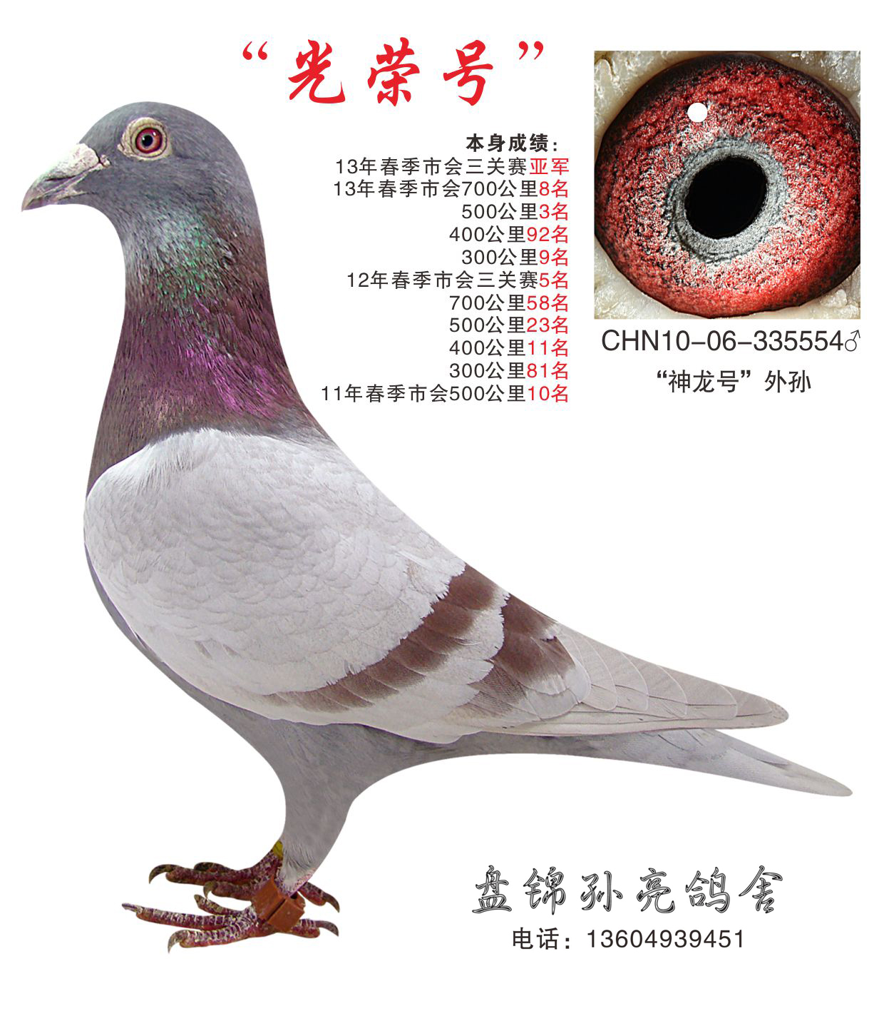 qq 鸽友圈 信鸽特征                  编 号: 355852