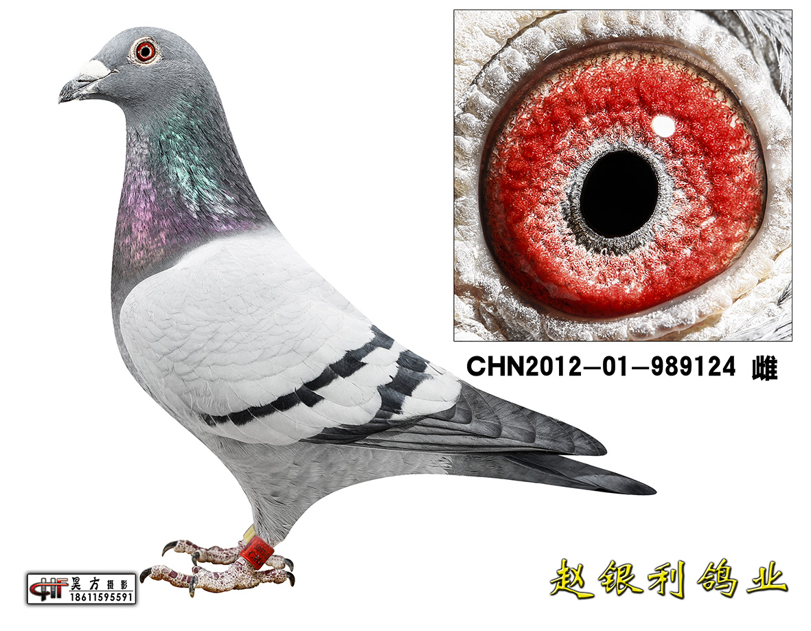 爱亚卡普詹森*凡龙已出售