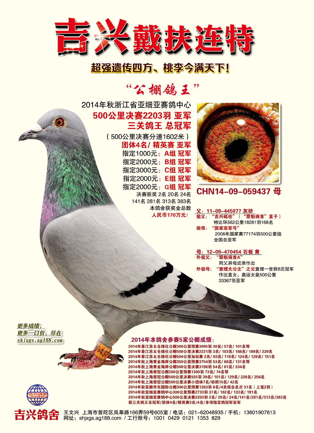 【图集1】2019中国公棚鸽王前三汇总欣赏，值得收藏