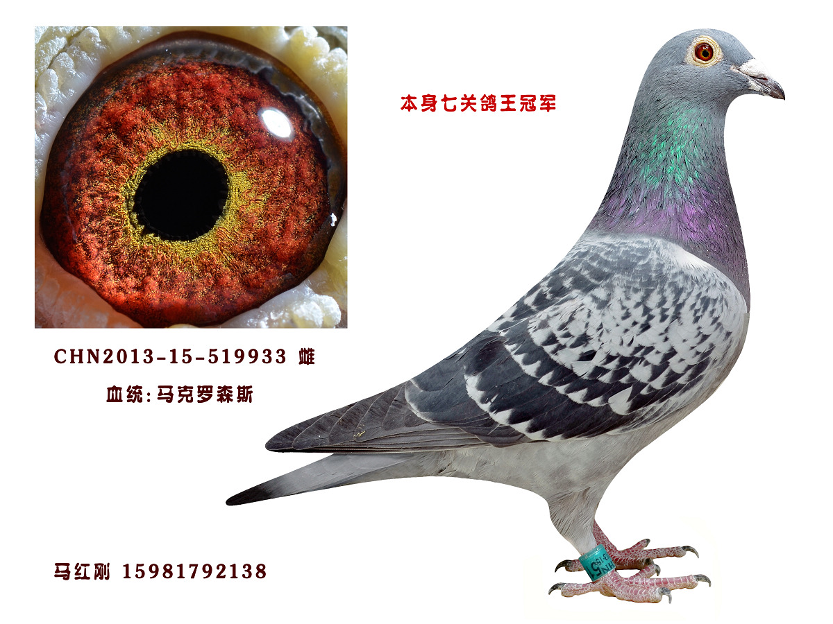 马克罗森斯_新疆马红刚鸽舍_ ag188.com爱鸽商城_中国