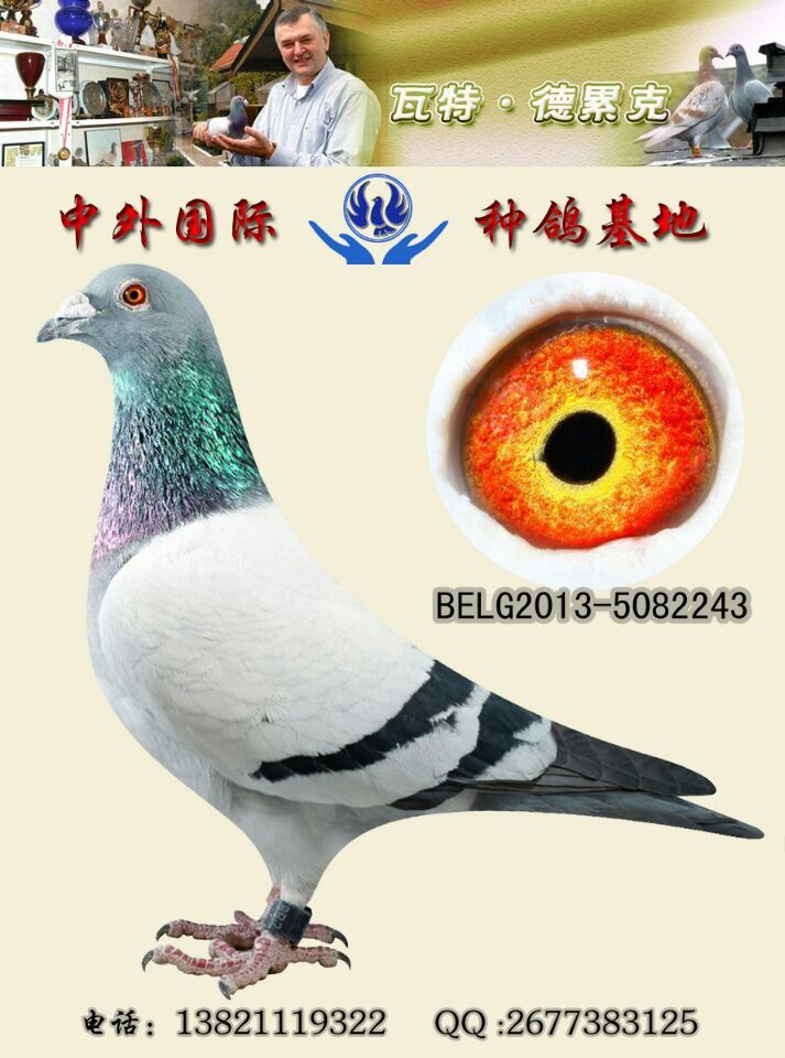 瓦特原棚"至尊王子"_中外国际种鸽传媒-中信网爱鸽商城
