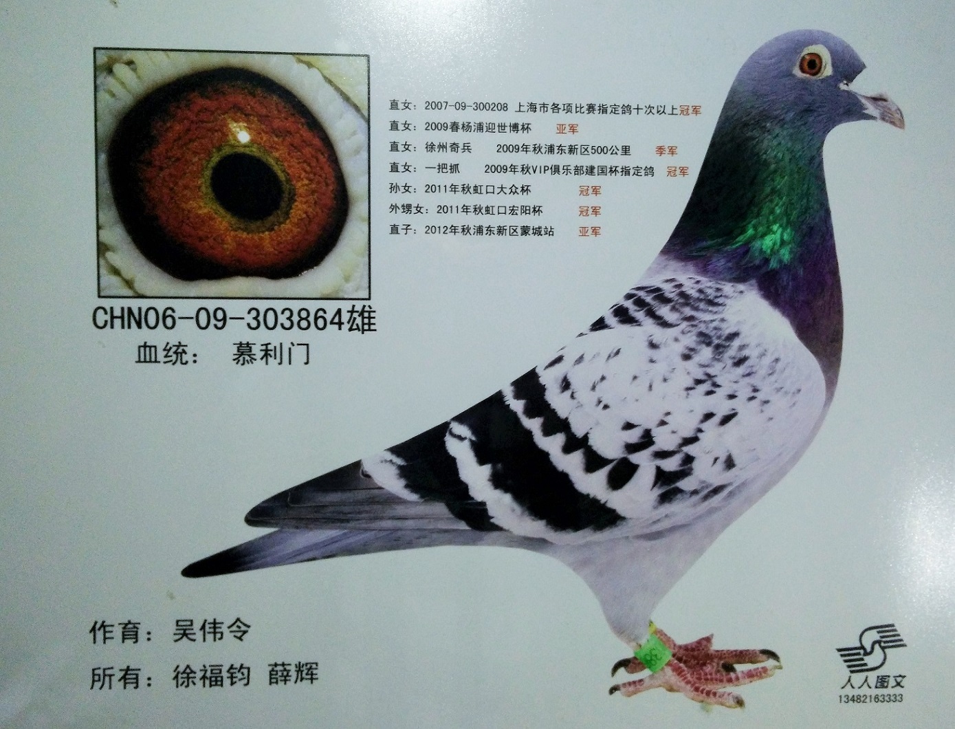 徐福钧的超级种鸽