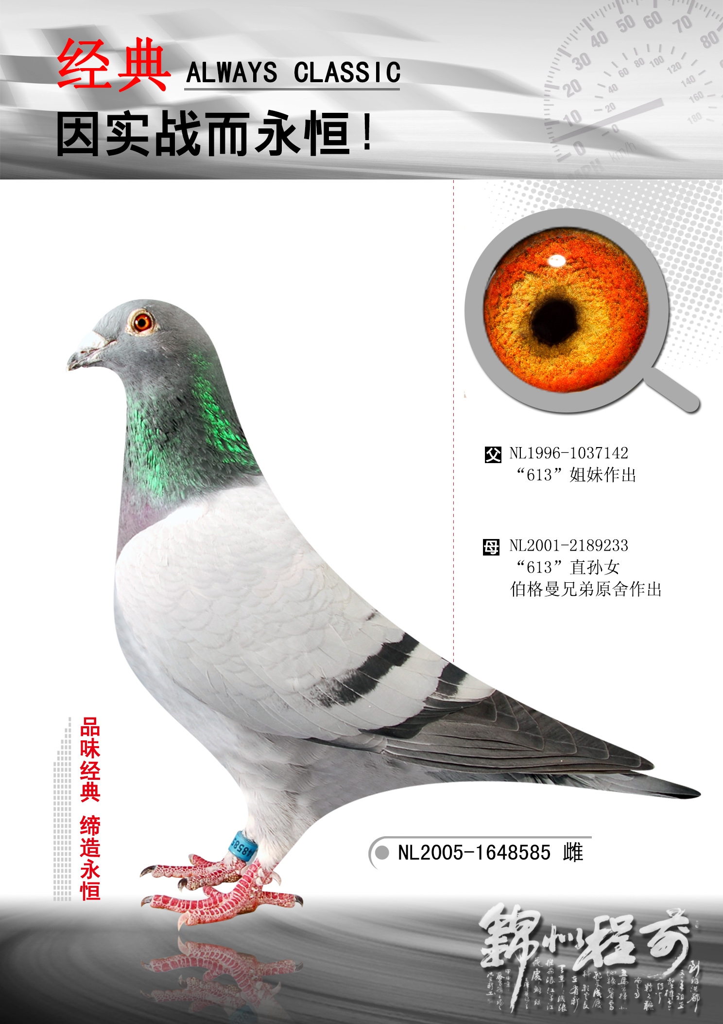 种鸽5-上海石明-中信网爱鸽商城