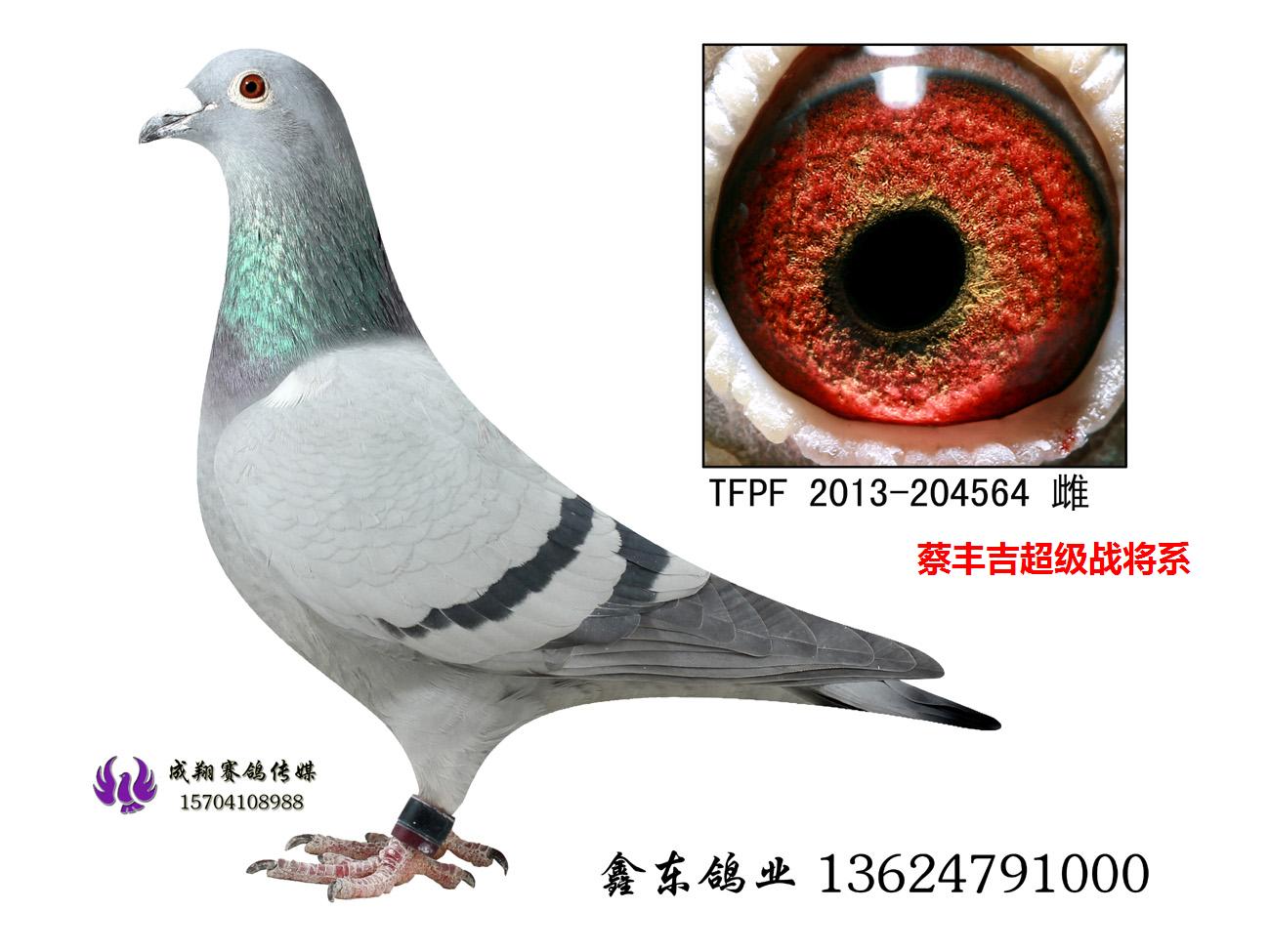 黄眼收 藏:点击收藏环 号:台13-204564性 别:雌目 录:台湾强豪蔡丰吉