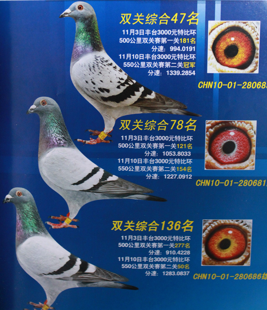 2010年丰台三千元特比团体冠军综合成员_北京白文慧鸽舍-中信网爱鸽