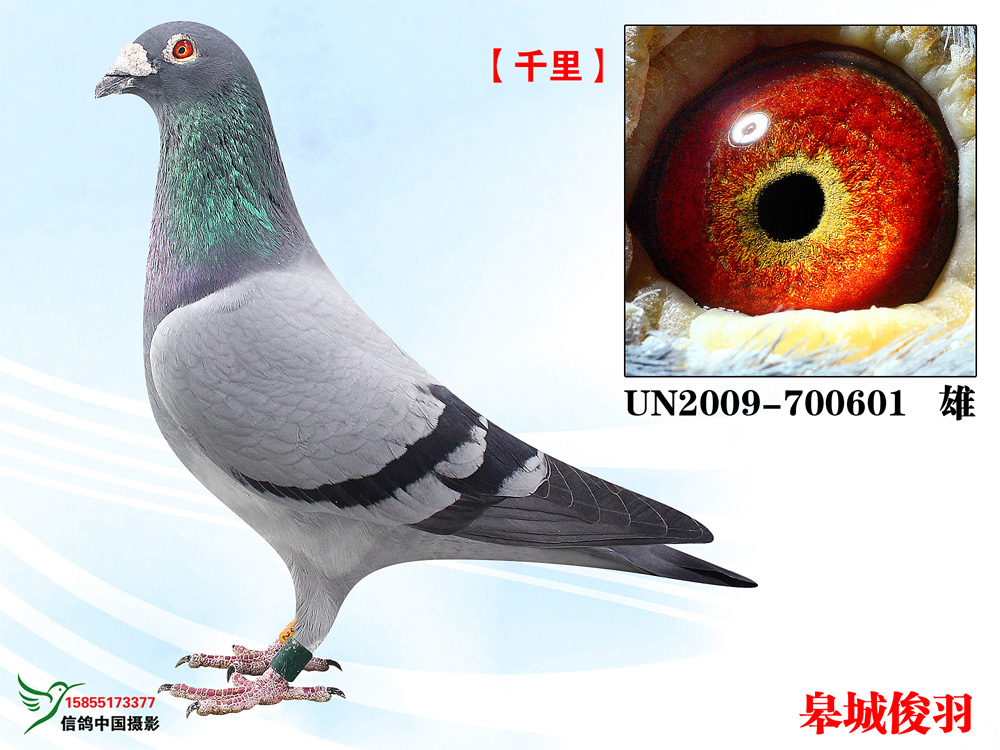 千里雄鸽