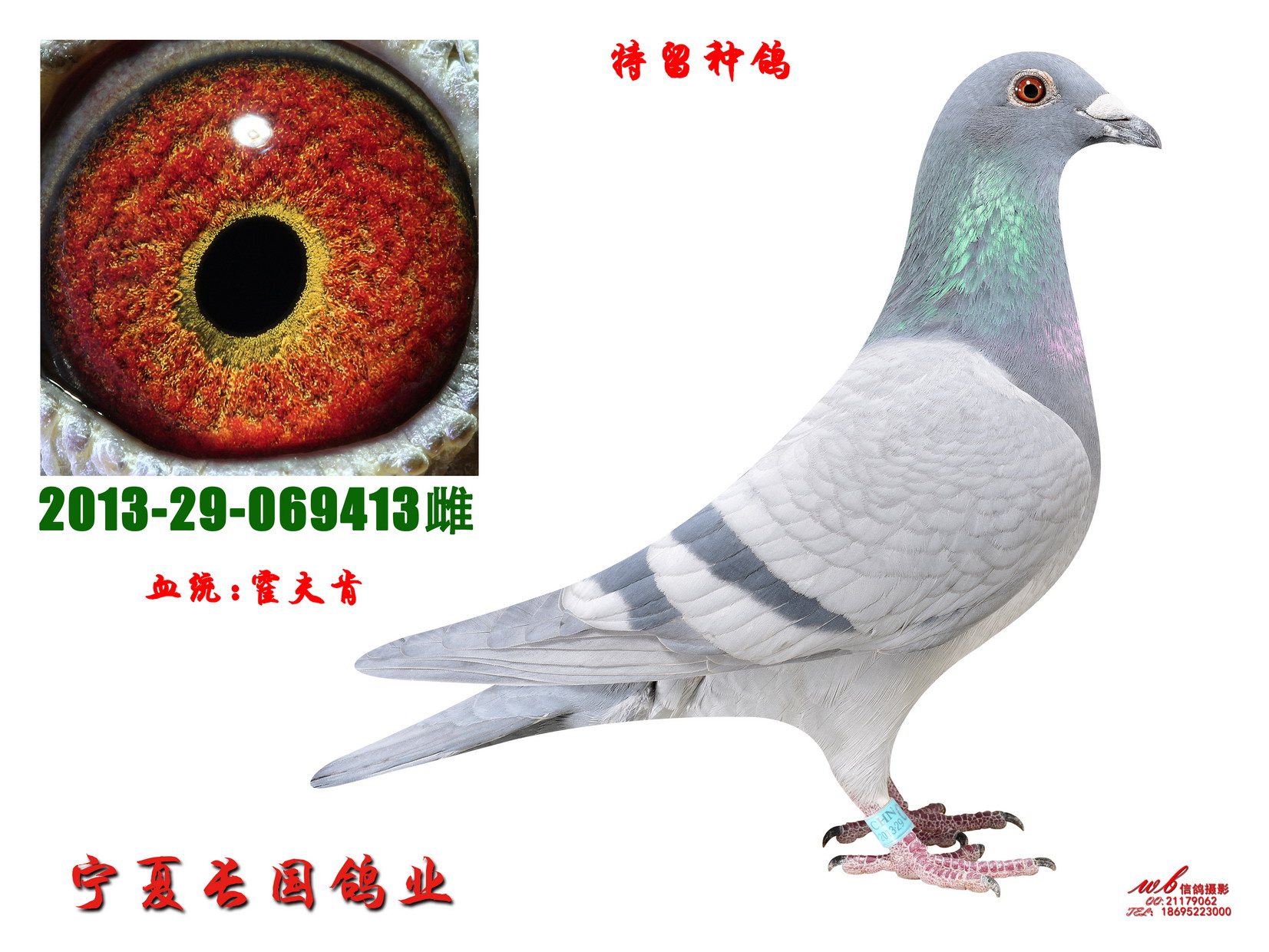霍夫肯