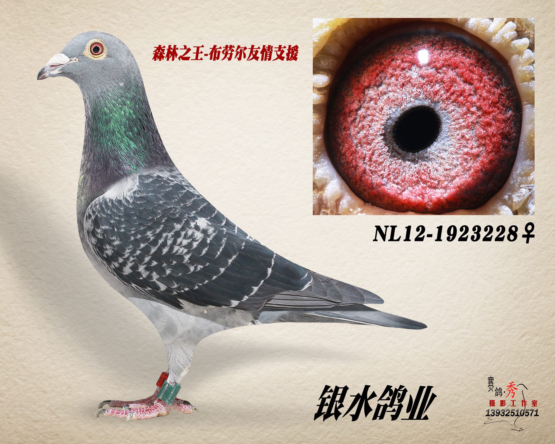 信鸽特征