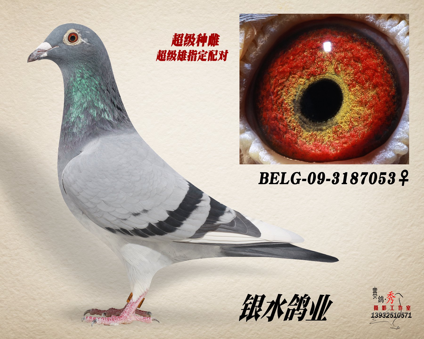 超级种雌_长胜赛鸽_ag188.com爱鸽商城_中国信鸽信息网