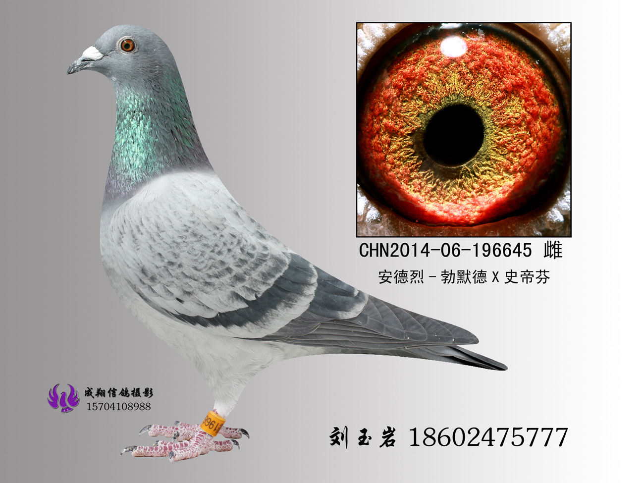 安德烈勃默德*史蒂芬