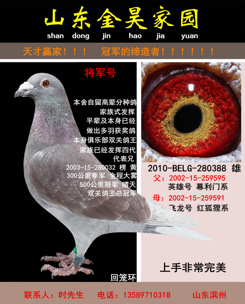 鸽 名: 将军号                羽 色: 绛                眼