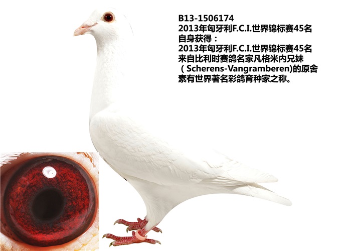 匈牙利世锦赛45名