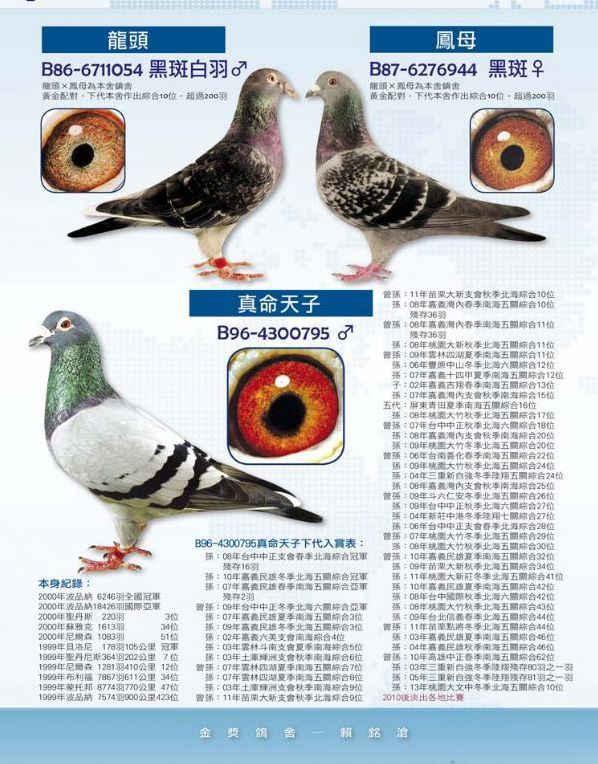 赖铭沧.铭鸽欣赏