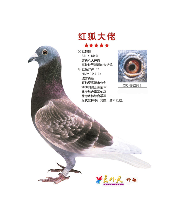 com爱鸽商城_中国信鸽信息网