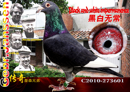 黑白无常(已无)_北京红翔鸽舍_ ag188.com爱鸽商城_中国信鸽信息网